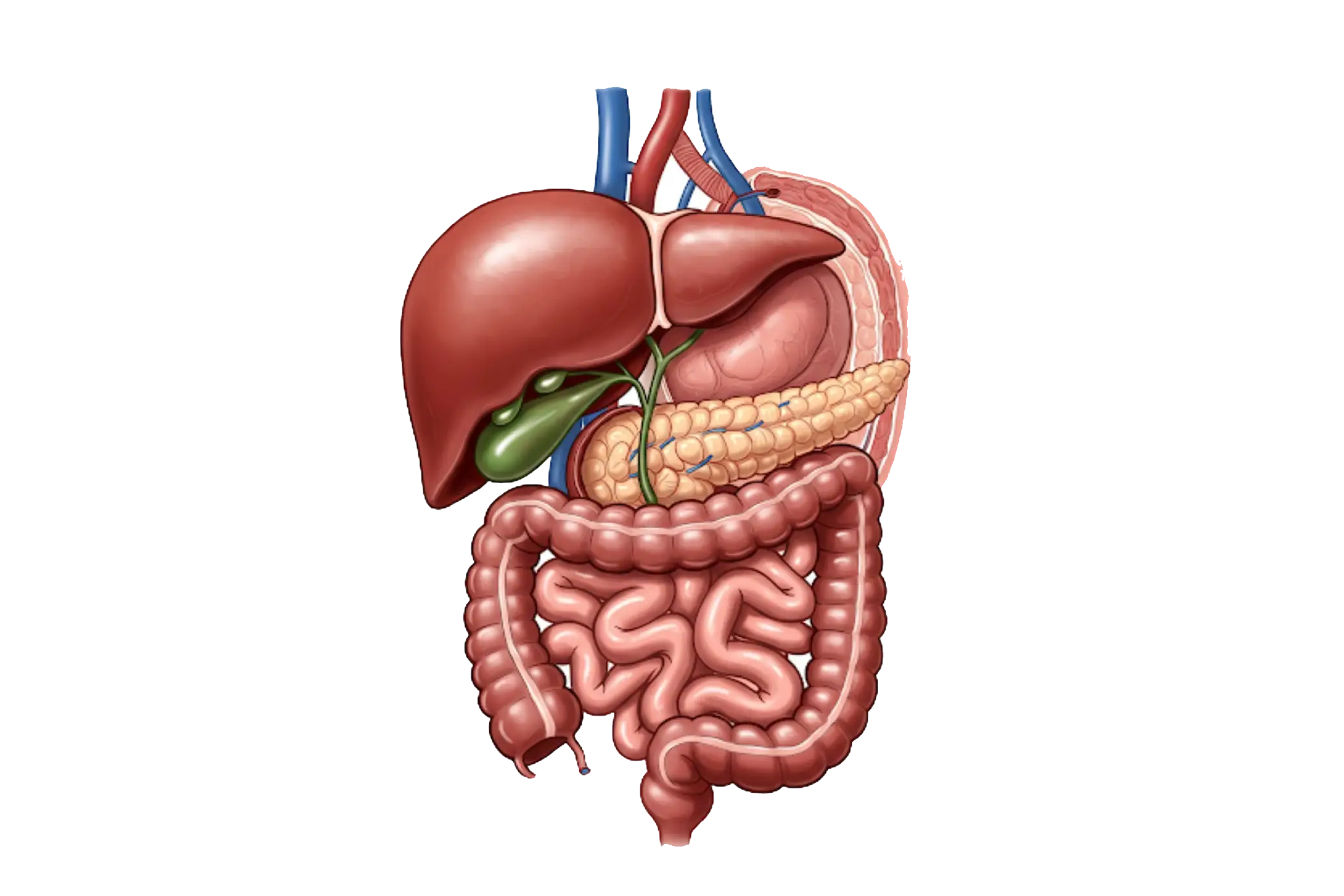 УЗД внутрішніх органів
